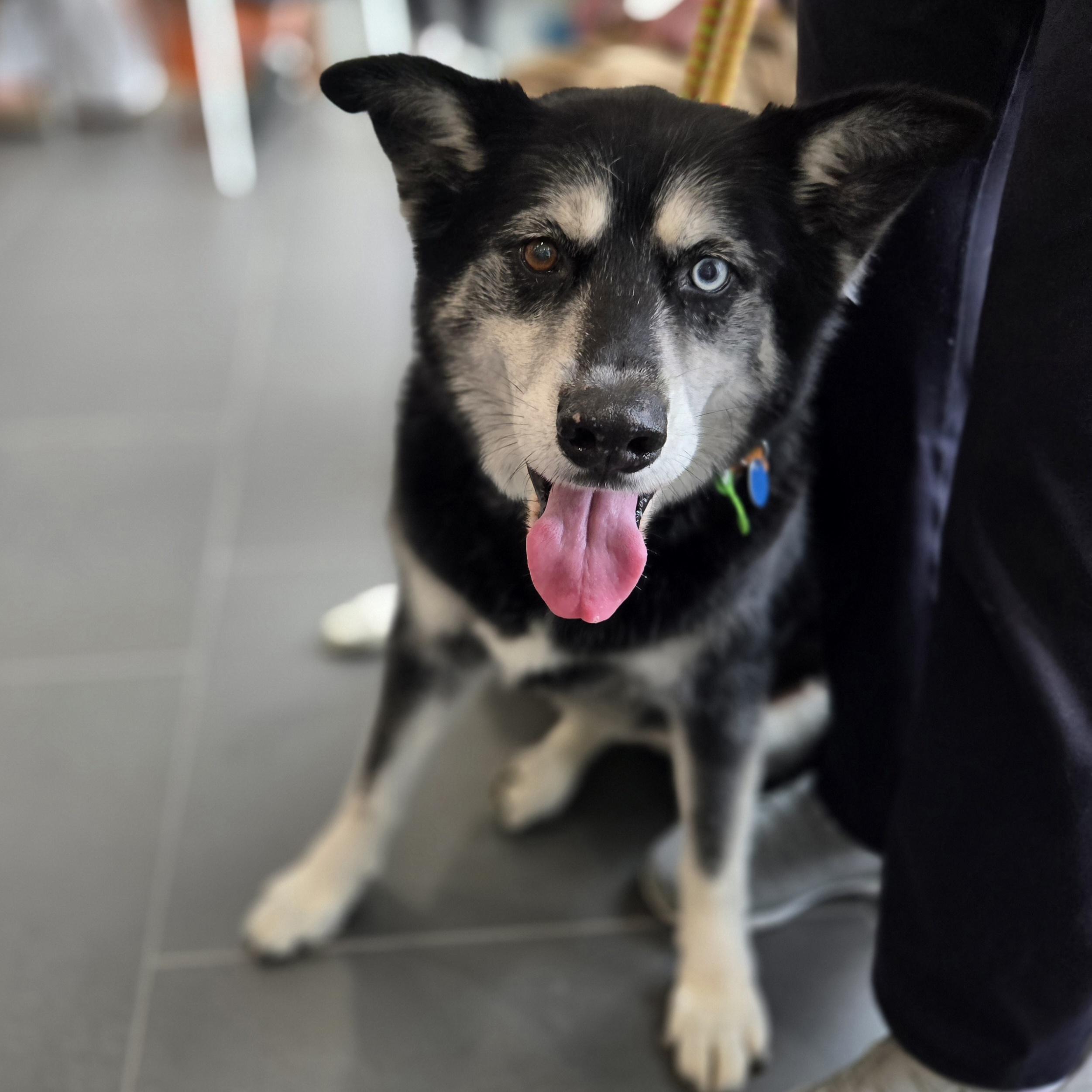 Enlarge Marshall, a Adoptable mixed breed in Normal, IL image 4/6