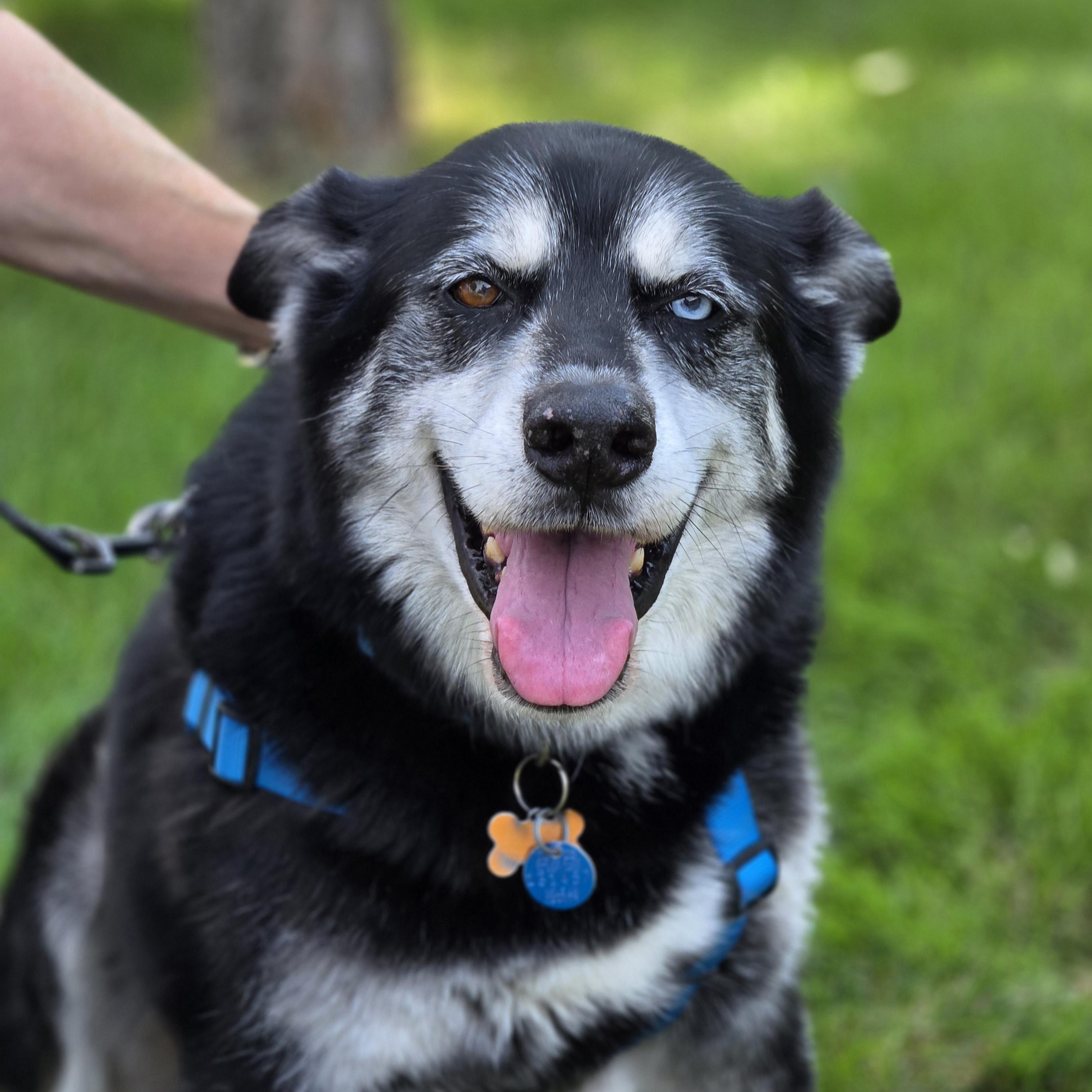 Enlarge Marshall, a Adoptable mixed breed in Normal, IL image 5/6