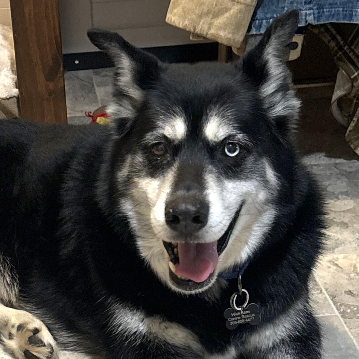 Enlarge Marshall, a Adoptable mixed breed in Normal, IL image 6/6