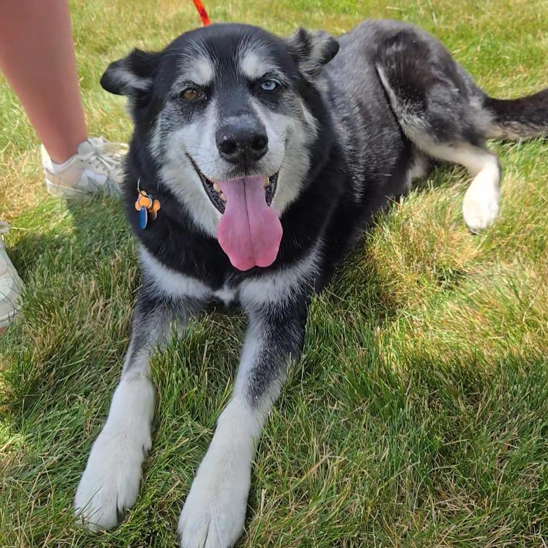 Enlarge Marshall, a Adoptable mixed breed in Normal, IL image 3/6