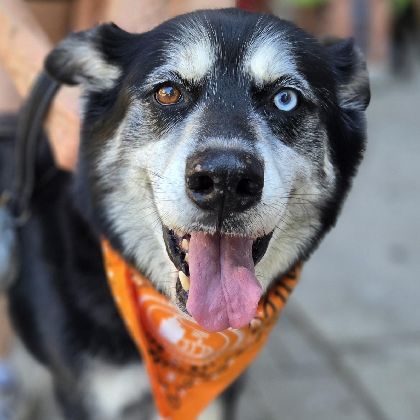 Enlarge Marshall, a Adoptable mixed breed in Normal, IL image 1/6