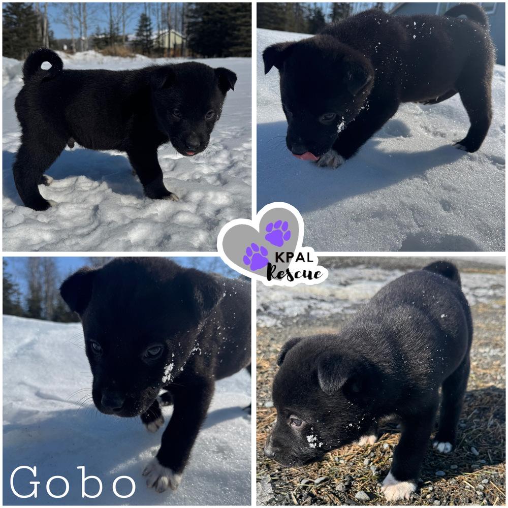 Gobo - Fraggle Rock Litter, Adoptable, Puppy Male Mixed Breed & Mixed Breed.