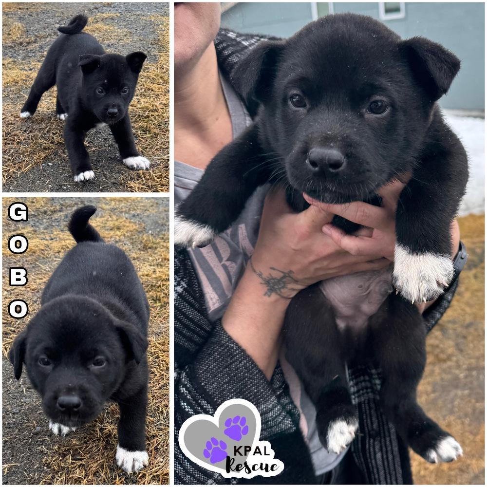 Enlarge Gobo - Fraggle Rock Litter, a Adoptable mixed breed in Kenai, AK image 2/2