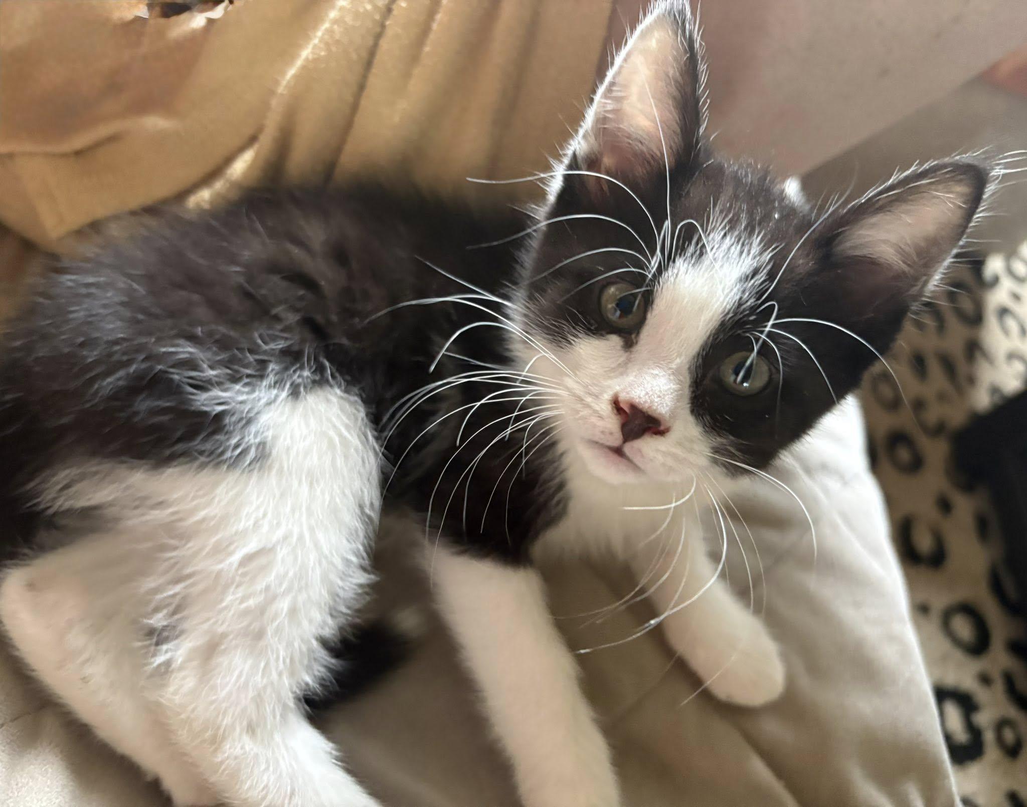 Wyatt Earp, a ADOPTABLE Domestic Short Hair in Morgantown, WV image 2/4