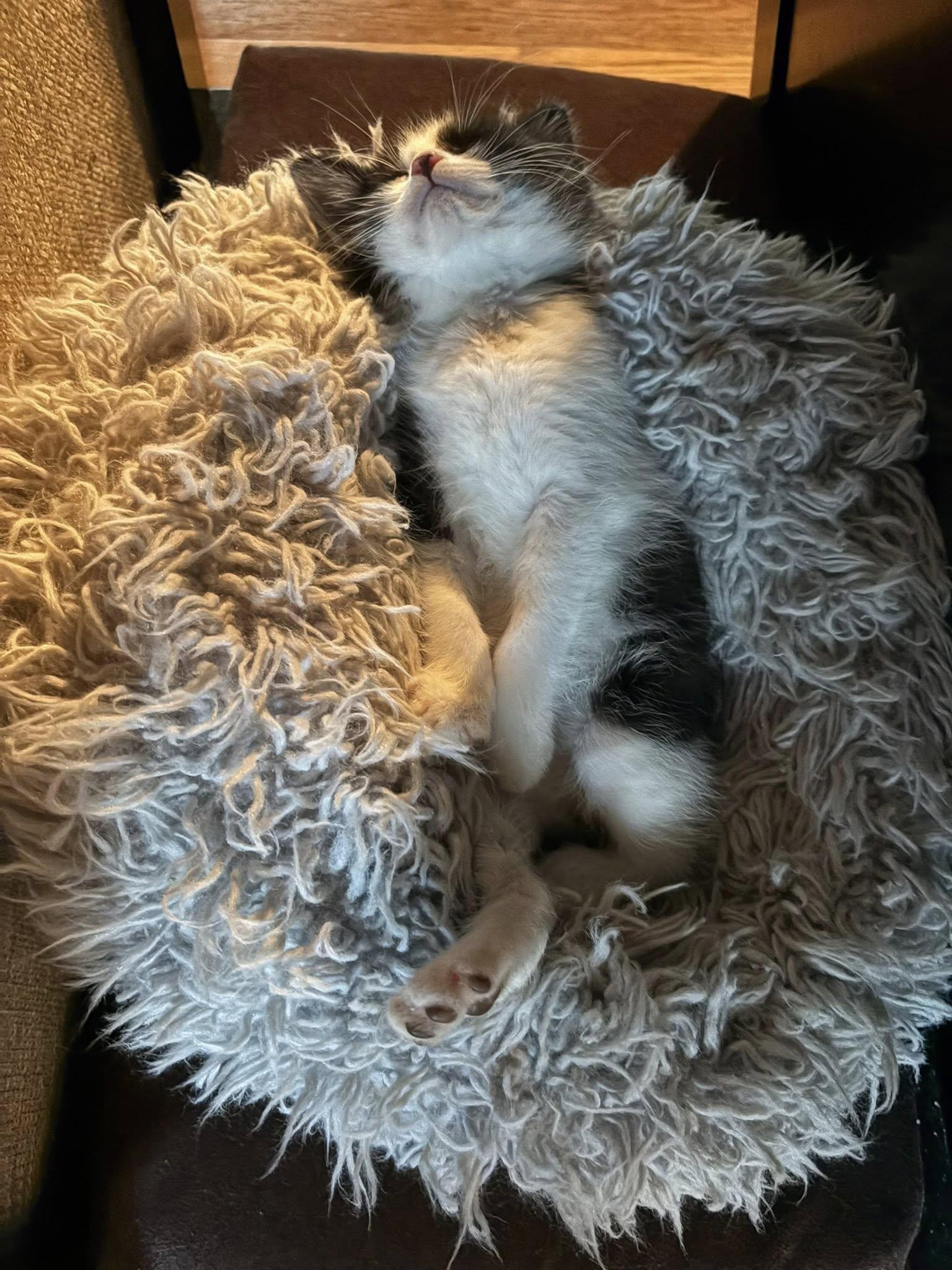 Wyatt Earp, a ADOPTABLE Domestic Short Hair in Morgantown, WV image 3/4