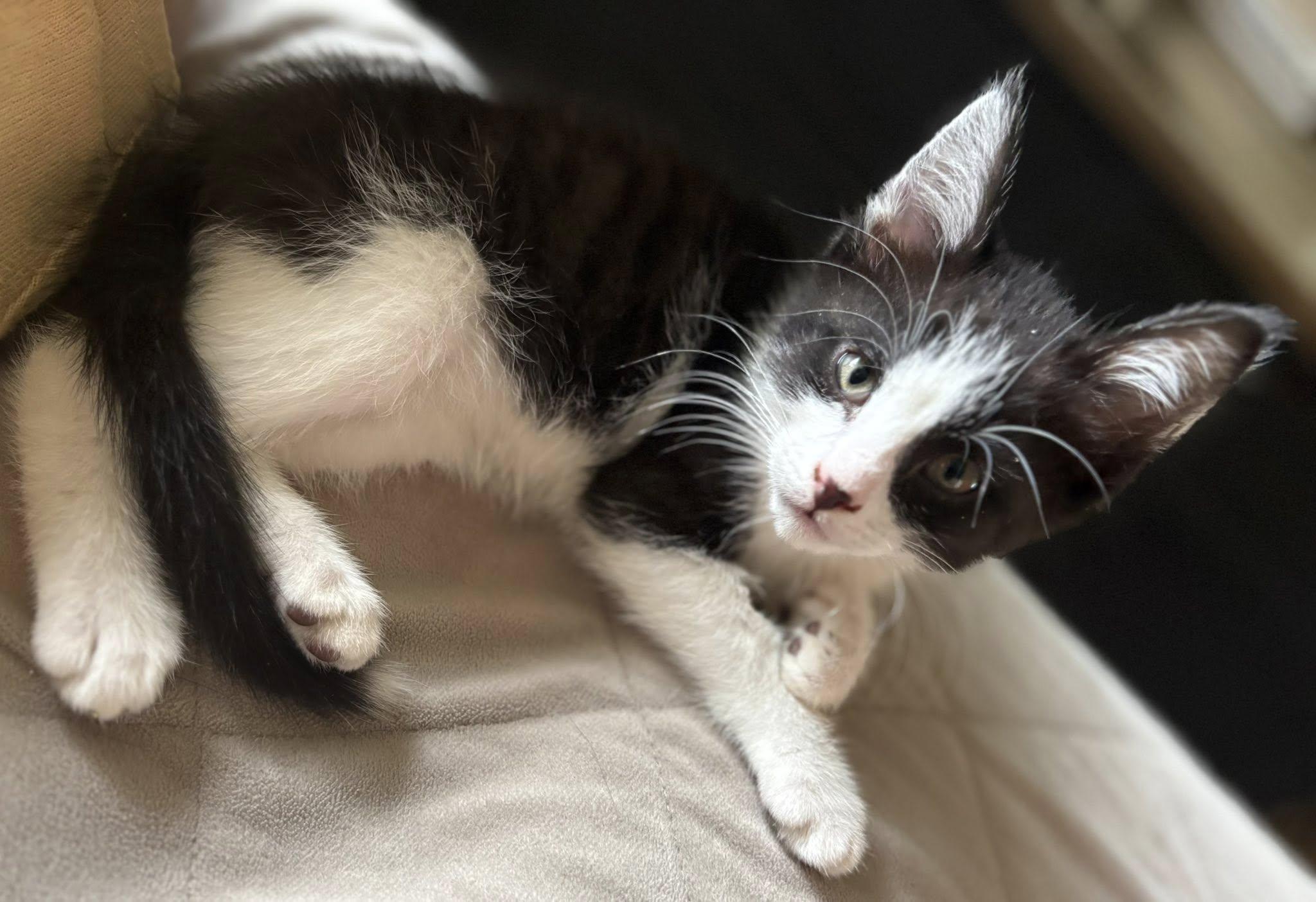 Wyatt Earp, a ADOPTABLE Domestic Short Hair in Morgantown, WV image 4/4