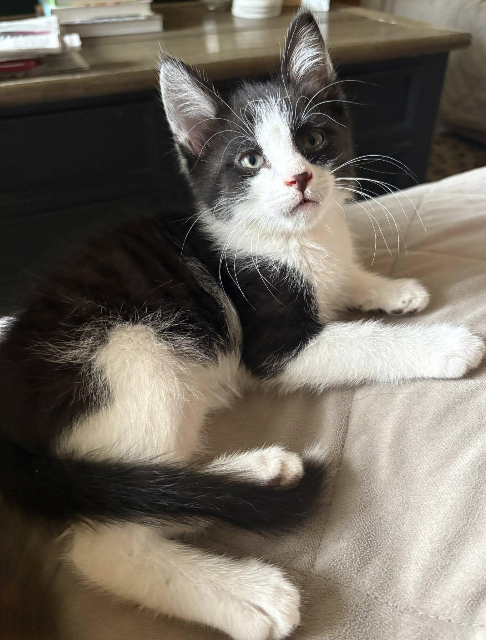 Wyatt Earp, ADOPTABLE, Kitten Male Domestic Short Hair.