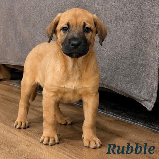Rubble, Adoptable, Puppy Male Boxer.
