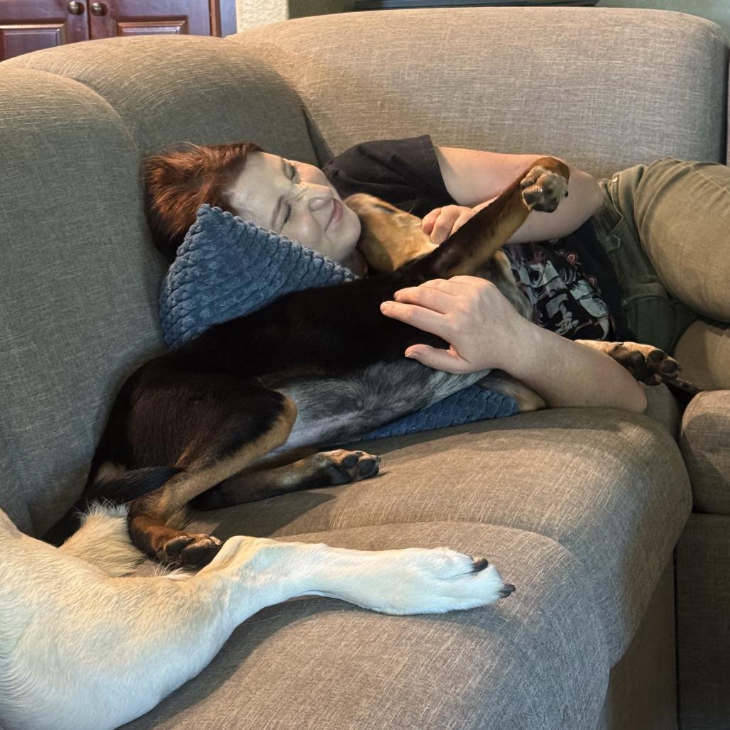 Lane, Adoptable, Young Female Shepherd & Mixed Breed.