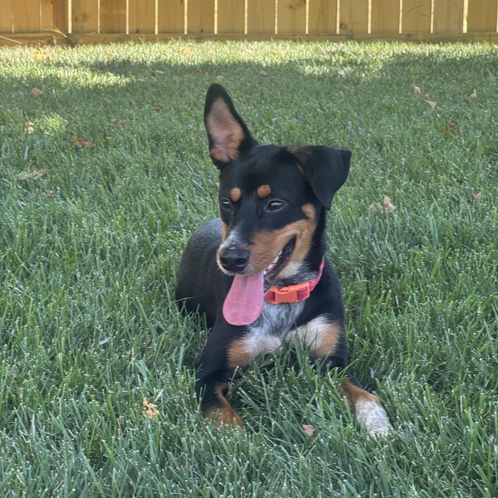 Lane, a Adoptable mixed breed in Fayetteville, AR image 3/6