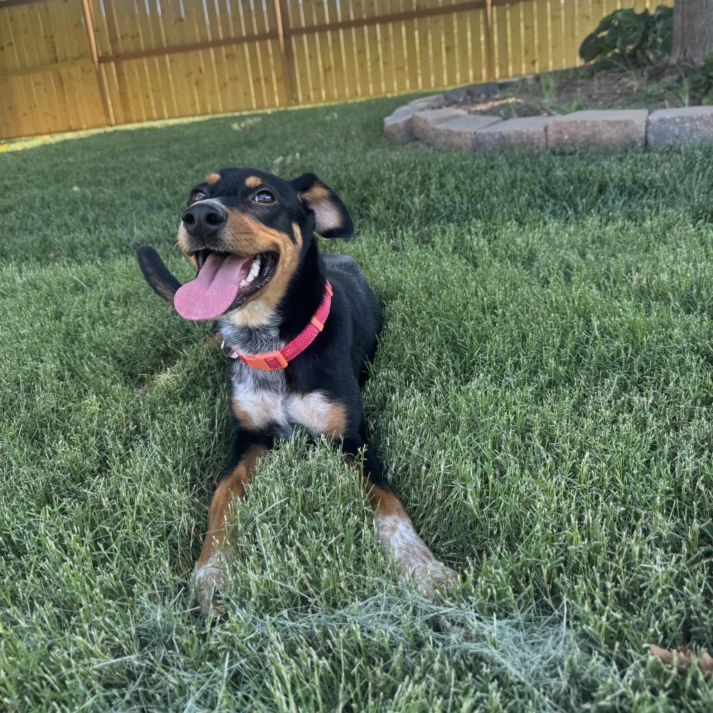 Lane, a Adoptable mixed breed in Fayetteville, AR image 6/6