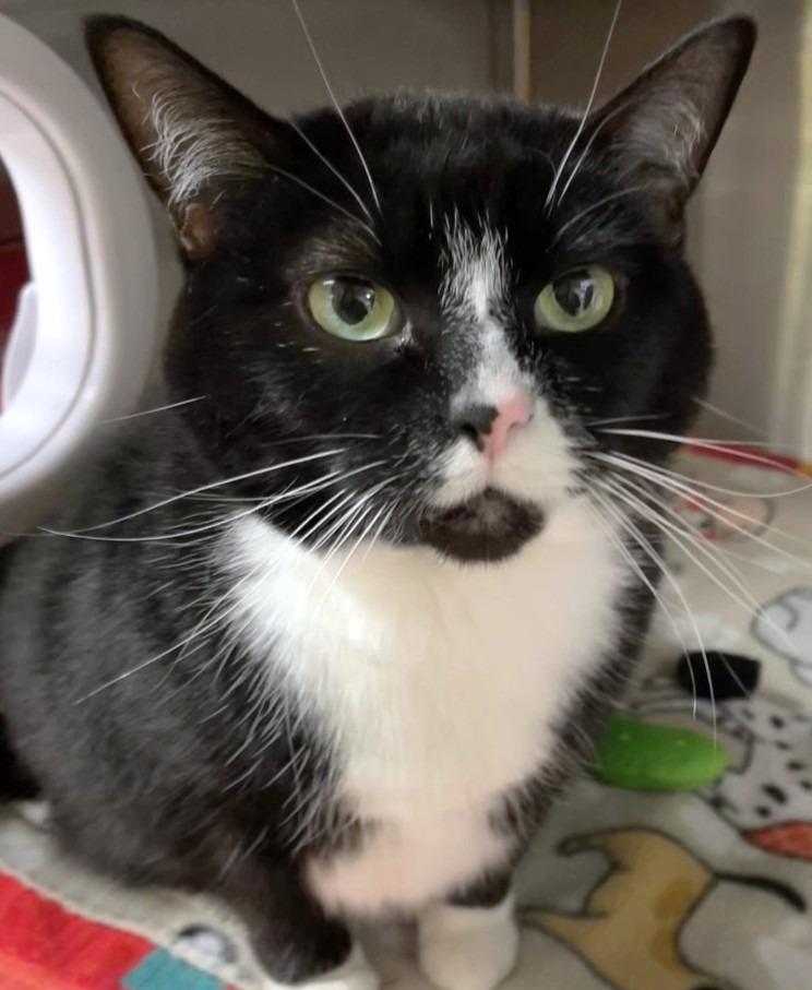 Magpie, a Adoptable mixed breed in Spooner, WI image 1/4