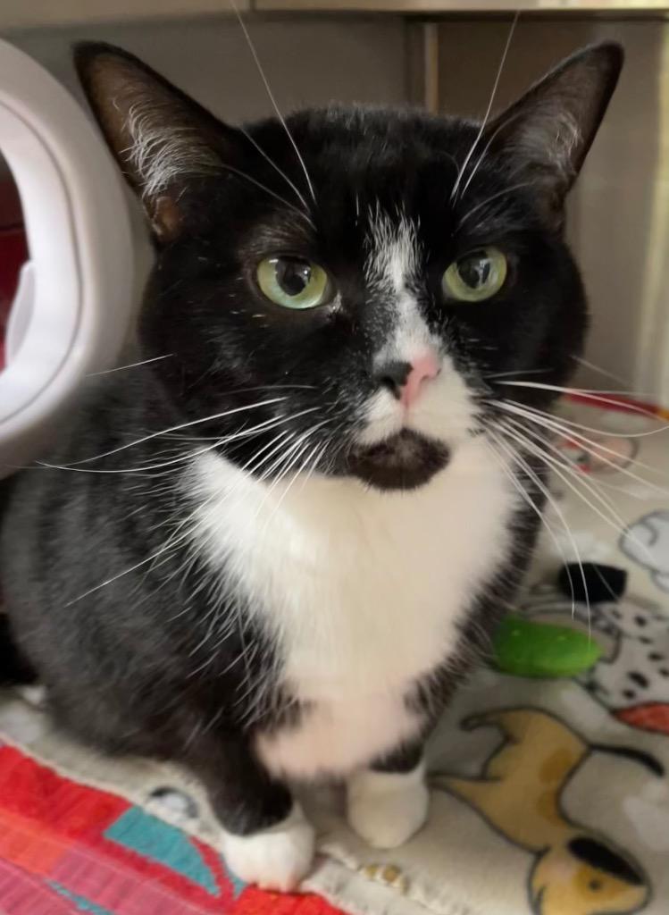 Magpie, a Adoptable mixed breed in Spooner, WI image 2/4