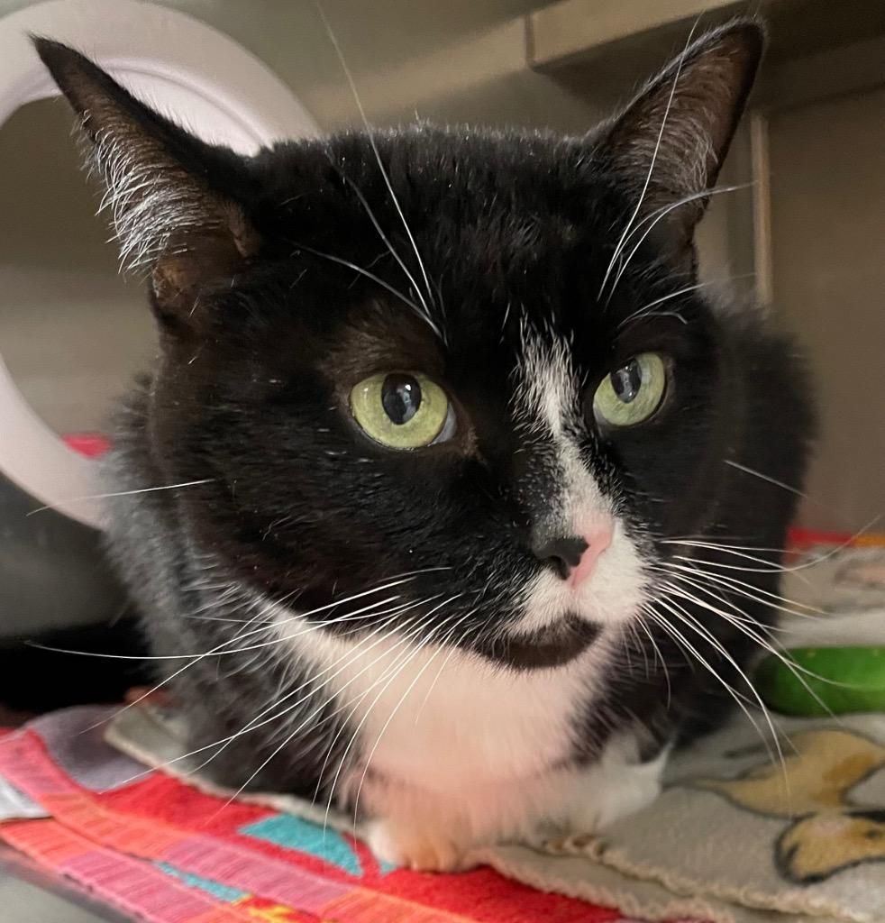 Magpie, a Adoptable mixed breed in Spooner, WI image 3/4