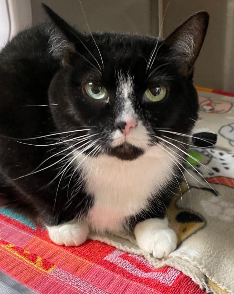 Magpie, a Adoptable mixed breed in Spooner, WI image 4/4
