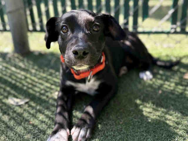 GNOCCHI, Adoptable, Young Female Terrier & Mixed Breed.