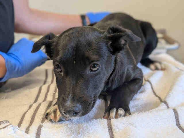 GNOCCHI, Adoptable, Young Female Terrier & Mixed Breed.