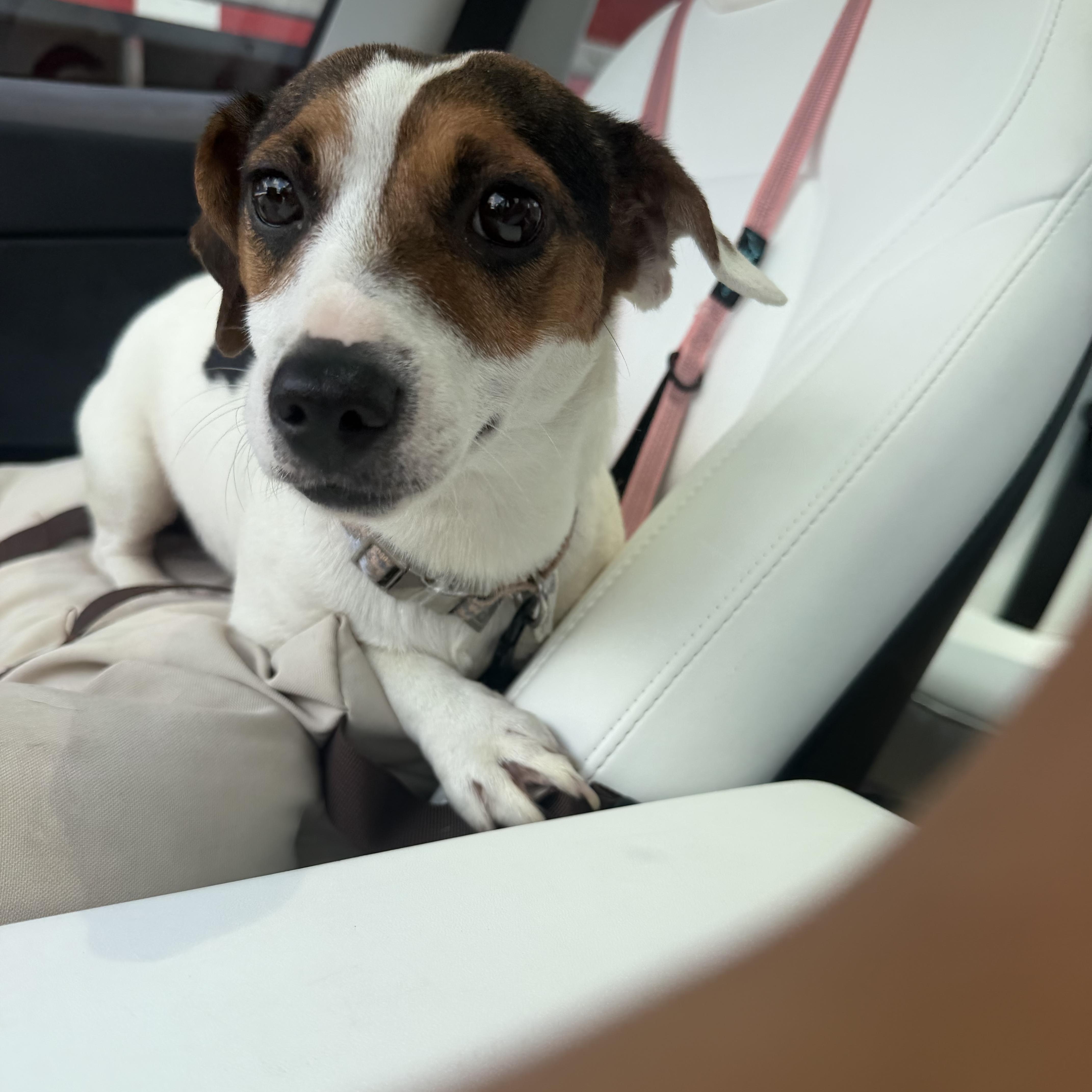 Judy, a ADOPTABLE Jack Russell Terrier in atlanta, GA image 4/5