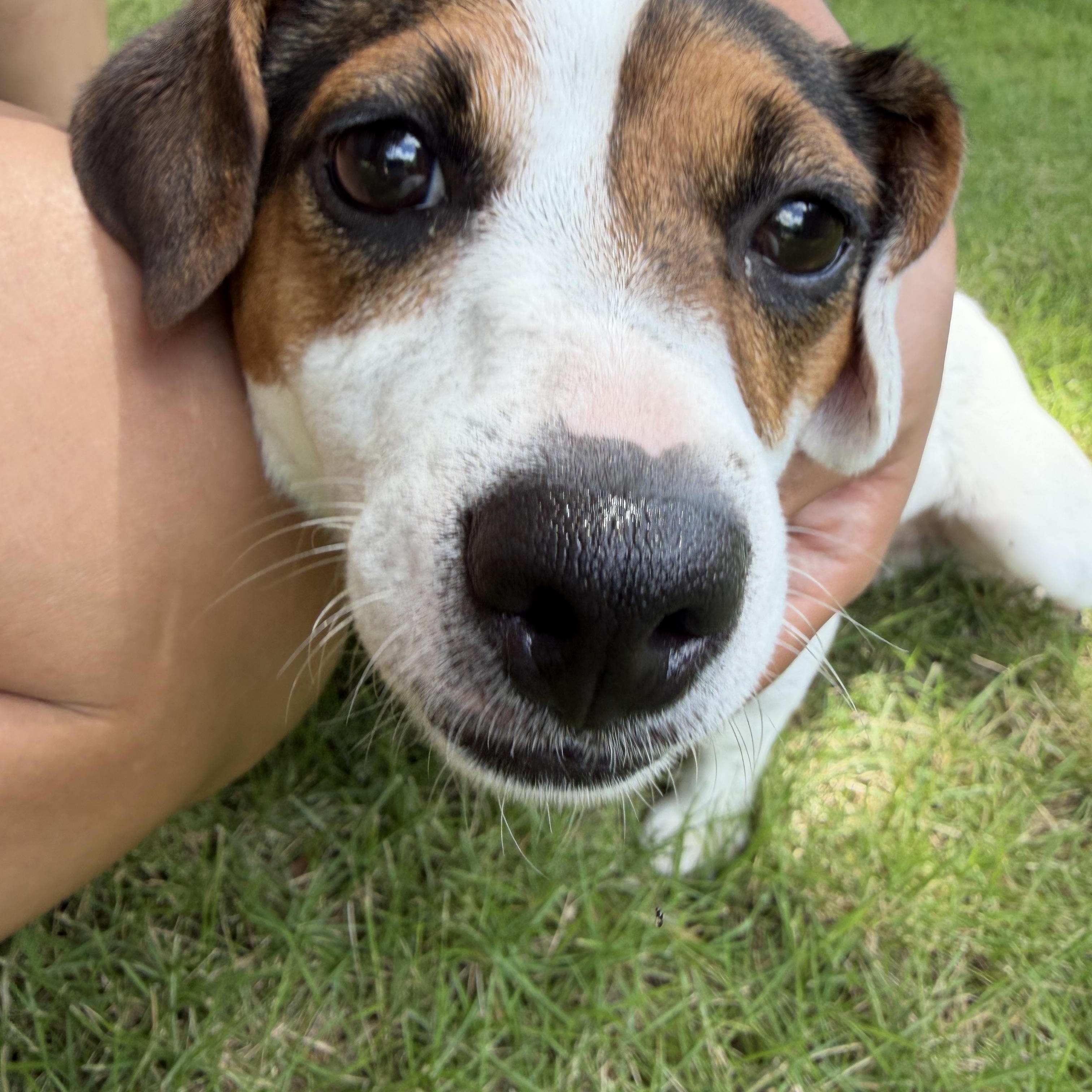 Judy, a ADOPTABLE Jack Russell Terrier in atlanta, GA image 2/5
