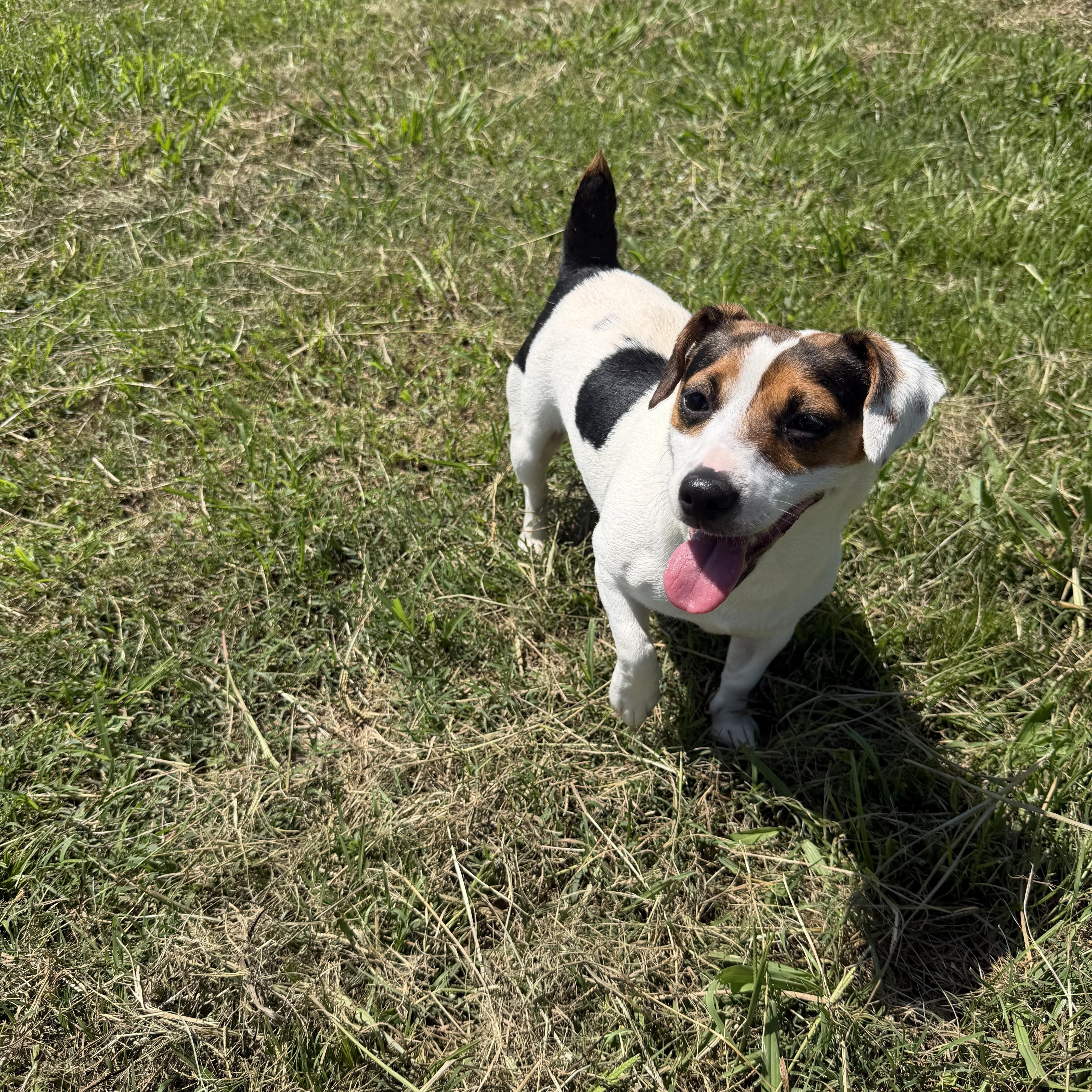 Judy, a ADOPTABLE Jack Russell Terrier in atlanta, GA image 3/5