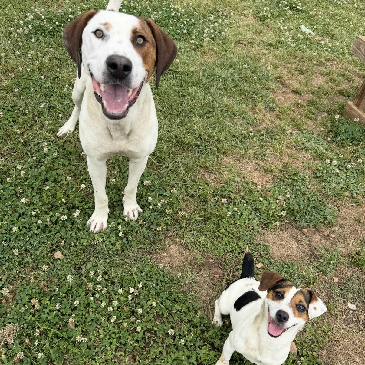 Judy, a ADOPTABLE Jack Russell Terrier in atlanta, GA image 5/5