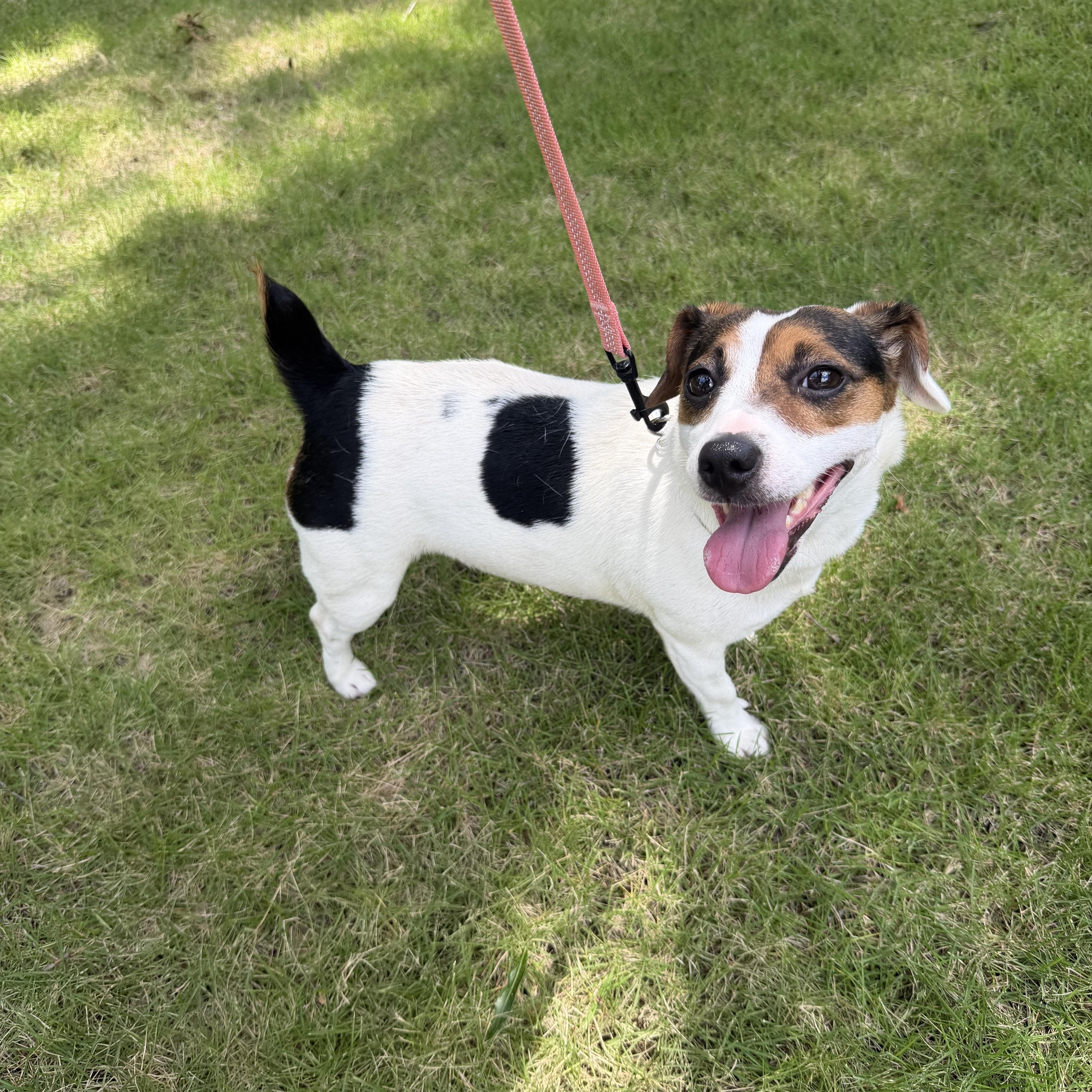 Judy, ADOPTABLE, Young Female Jack Russell Terrier.