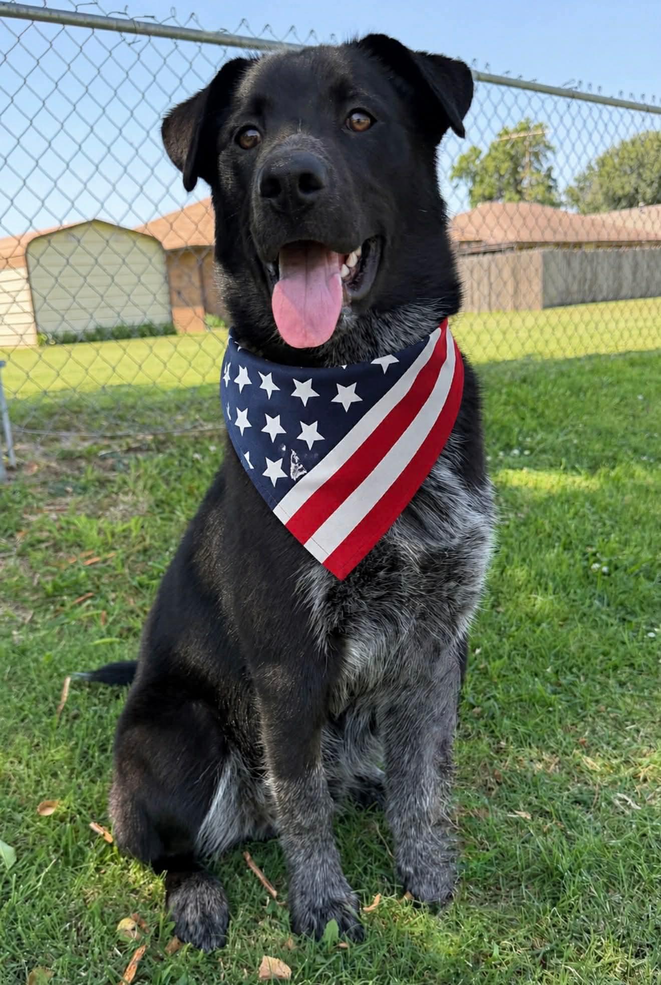 HUTCH 425, ADOPTABLE, Young Male Cattle Dog.
