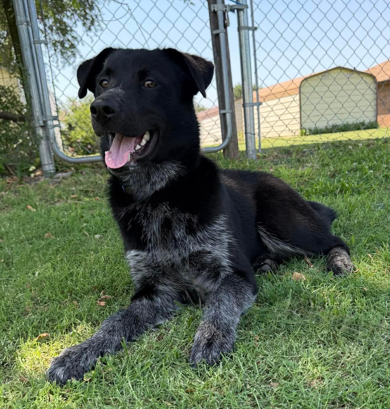 Enlarge HUTCH 425, a ADOPTABLE mixed breed in Milwaukee, WI image 6/6