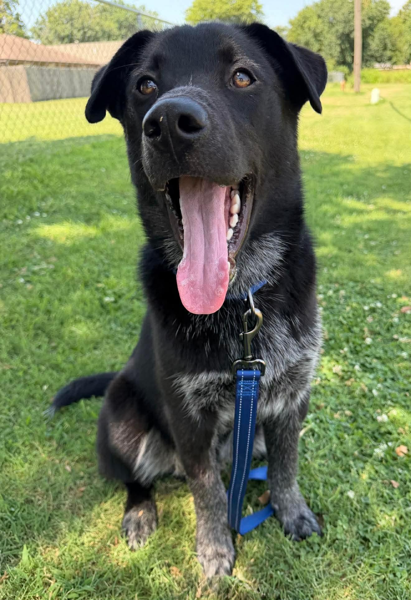 Enlarge HUTCH 425, a ADOPTABLE mixed breed in Milwaukee, WI image 4/6