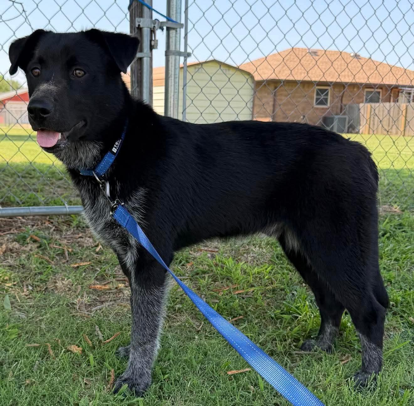 Enlarge HUTCH 425, a ADOPTABLE mixed breed in Milwaukee, WI image 3/6