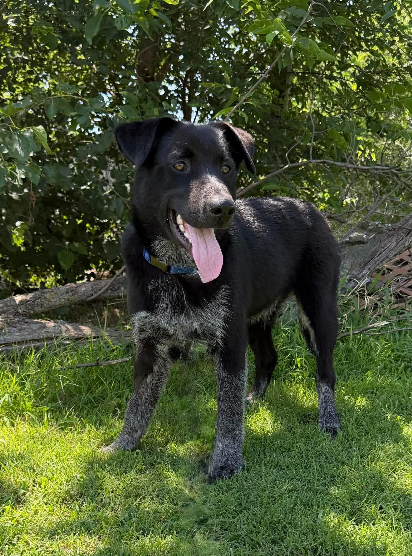 Enlarge HUTCH 425, a ADOPTABLE mixed breed in Milwaukee, WI image 2/6