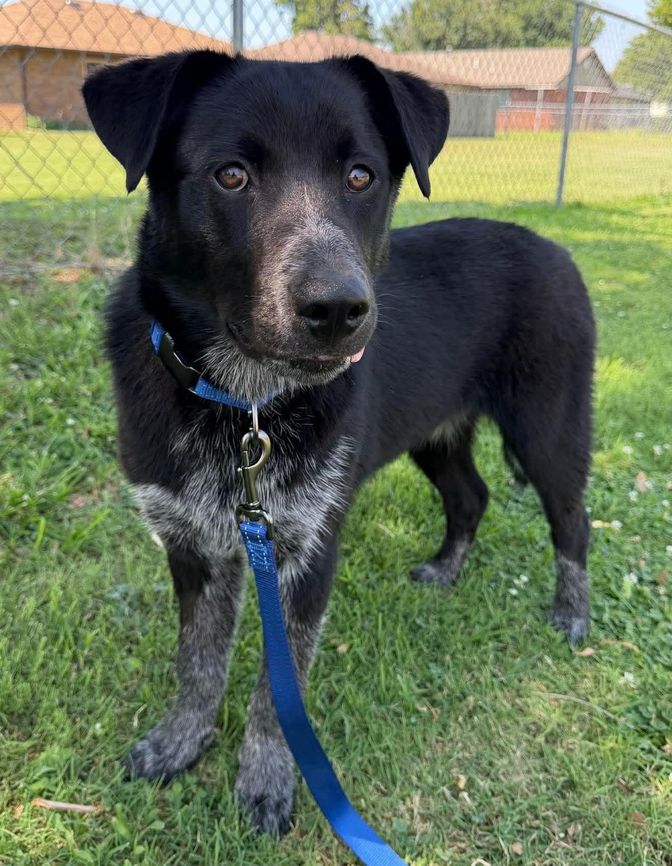 Enlarge HUTCH 425, a ADOPTABLE mixed breed in Milwaukee, WI image 5/6