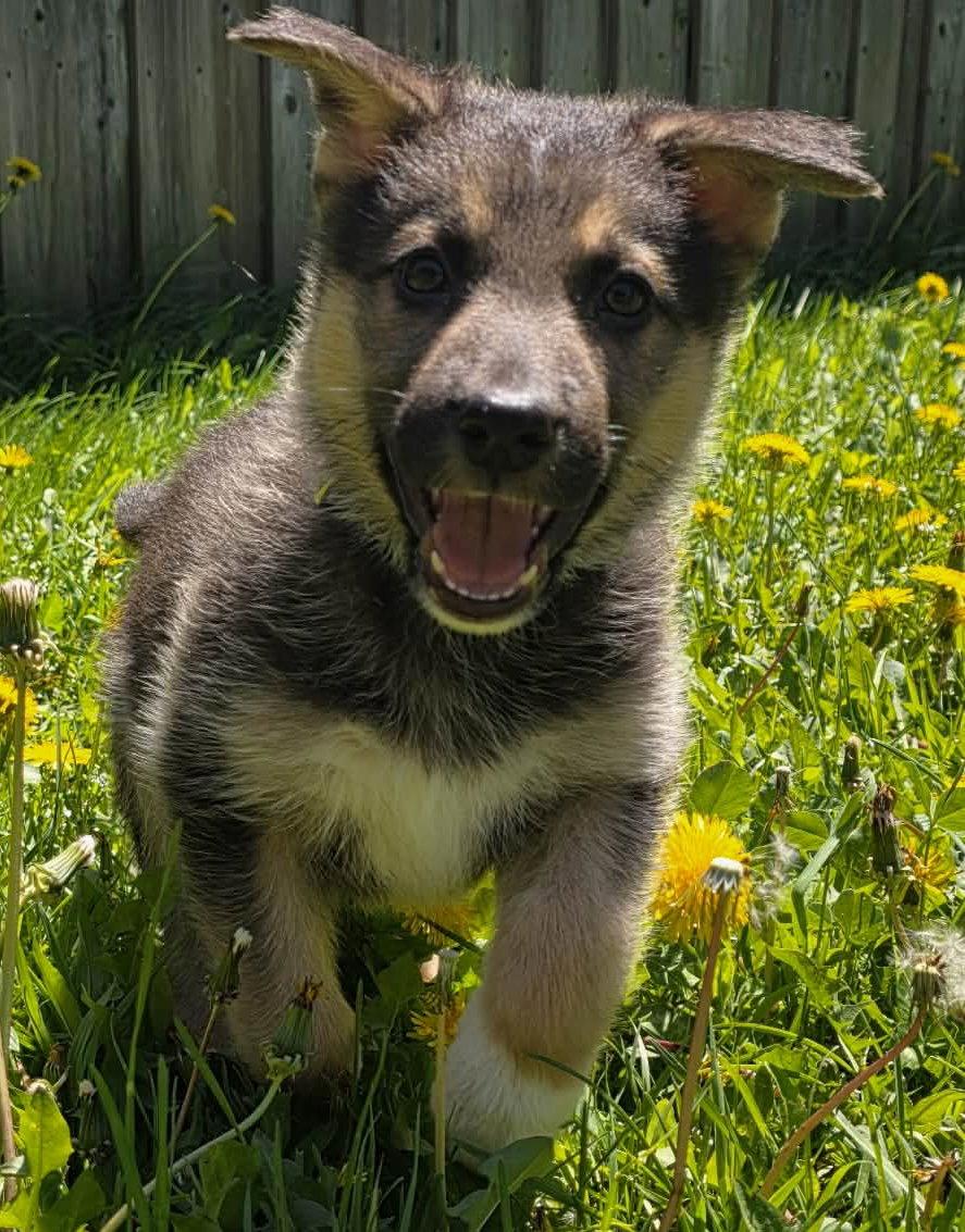 COTTAGE, Adopted, Puppy Female Shepherd & Husky.