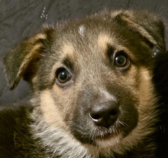 COTTAGE, a Adopted mixed breed in Minesing, ON image 2/3