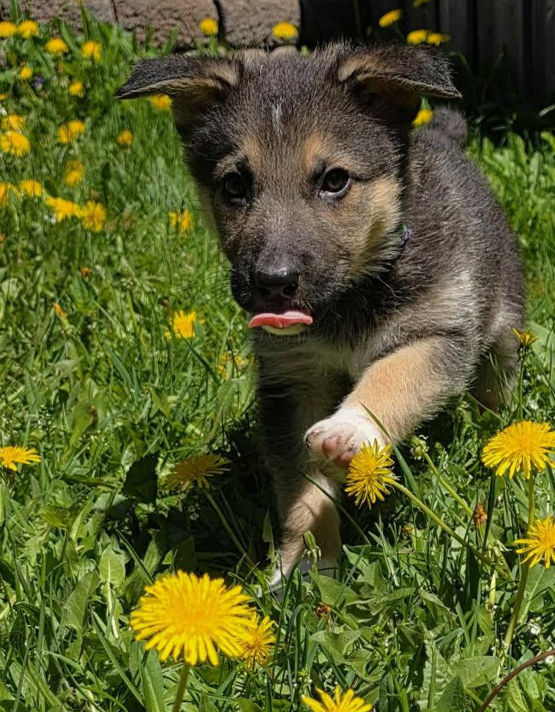 COTTAGE, a Adopted mixed breed in Minesing, ON image 3/3
