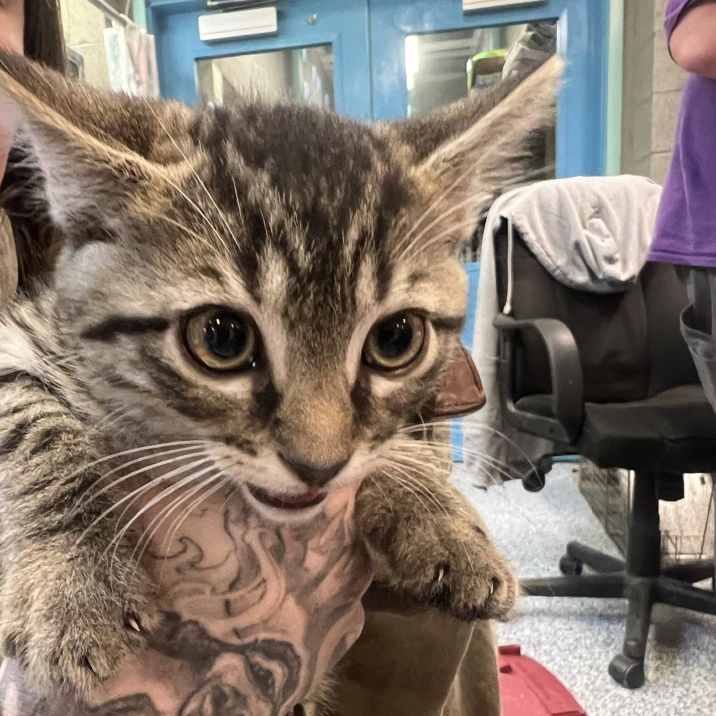 Biscuit, a Adoptable Domestic Short Hair in Port Townsend, WA image 1/2