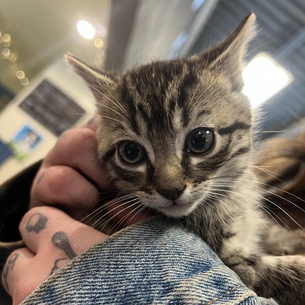 Biscuit, a Adoptable Domestic Short Hair in Port Townsend, WA image 2/2