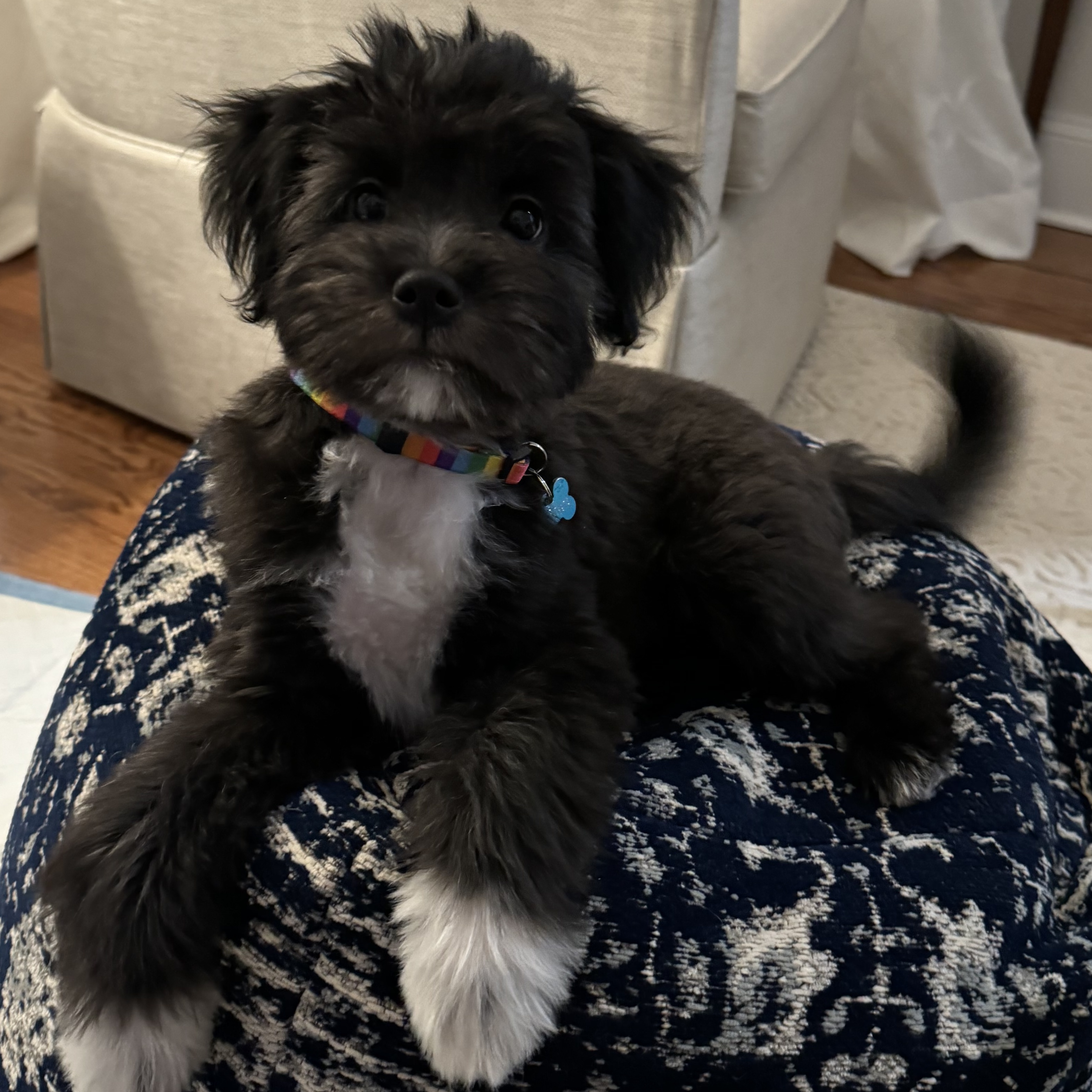 Enlarge Mohawk, a Adopted mixed breed in Alexandria , VA image 1/4