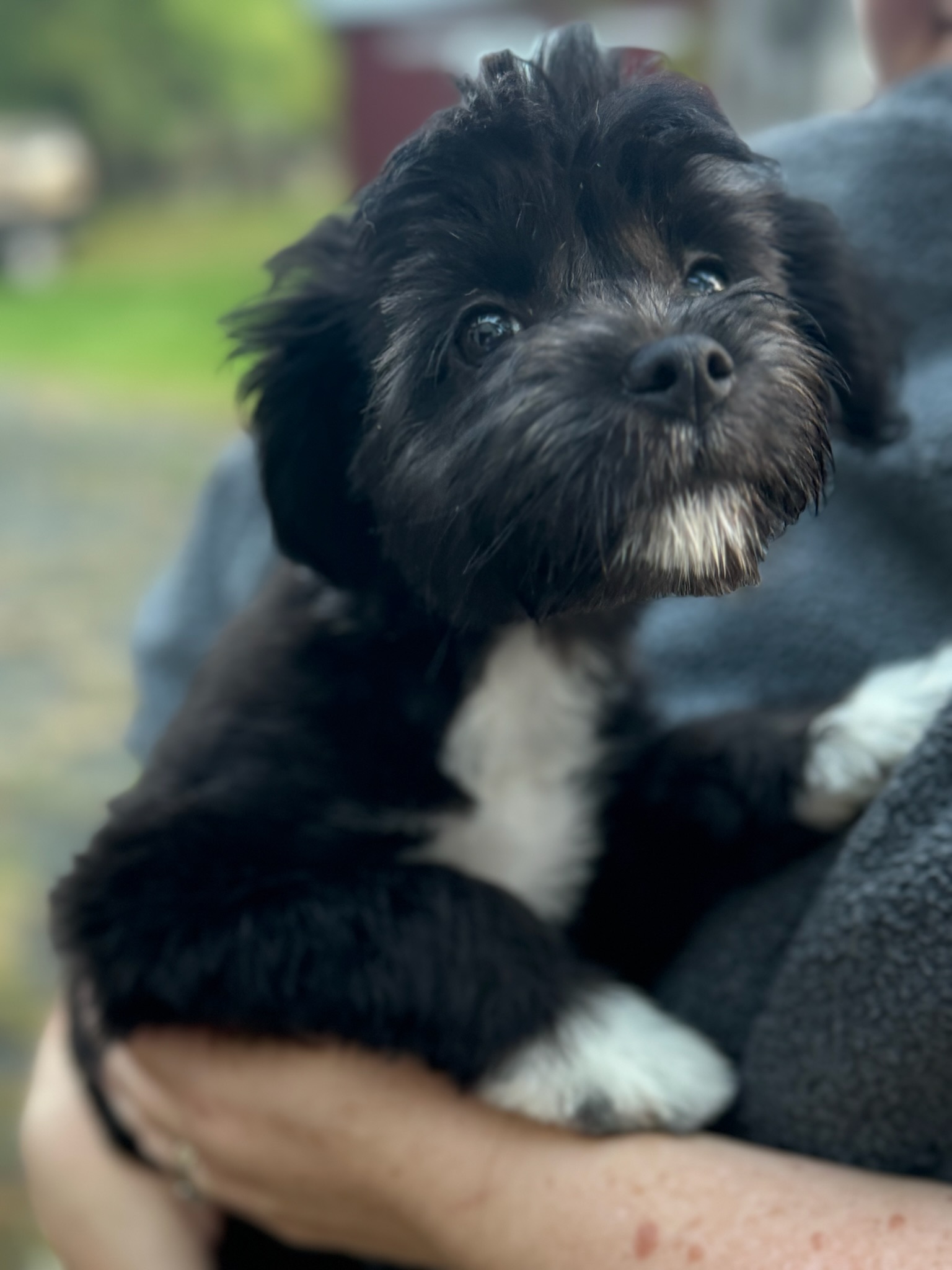 Enlarge Mohawk, a Adopted mixed breed in Alexandria , VA image 2/4