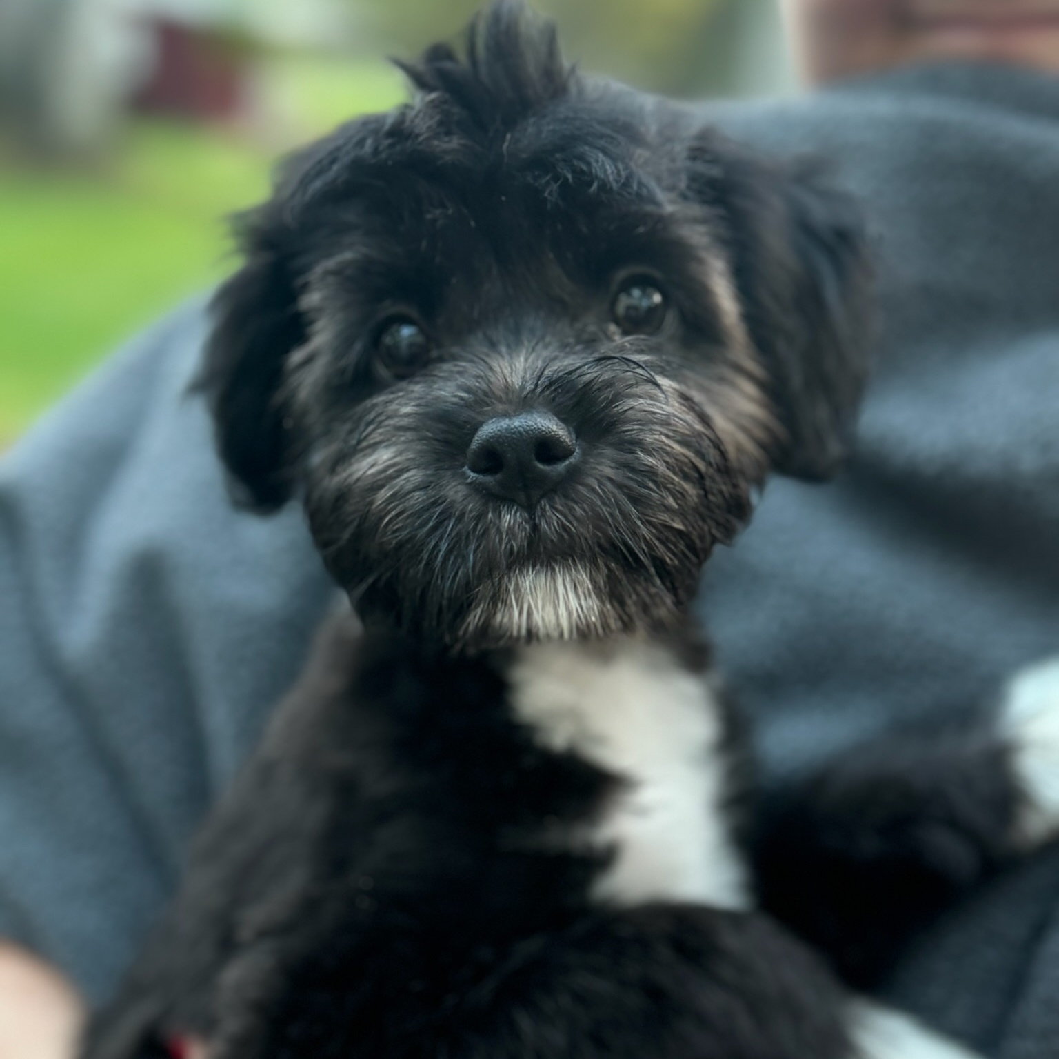Enlarge Mohawk, a Adopted mixed breed in Alexandria , VA image 3/4
