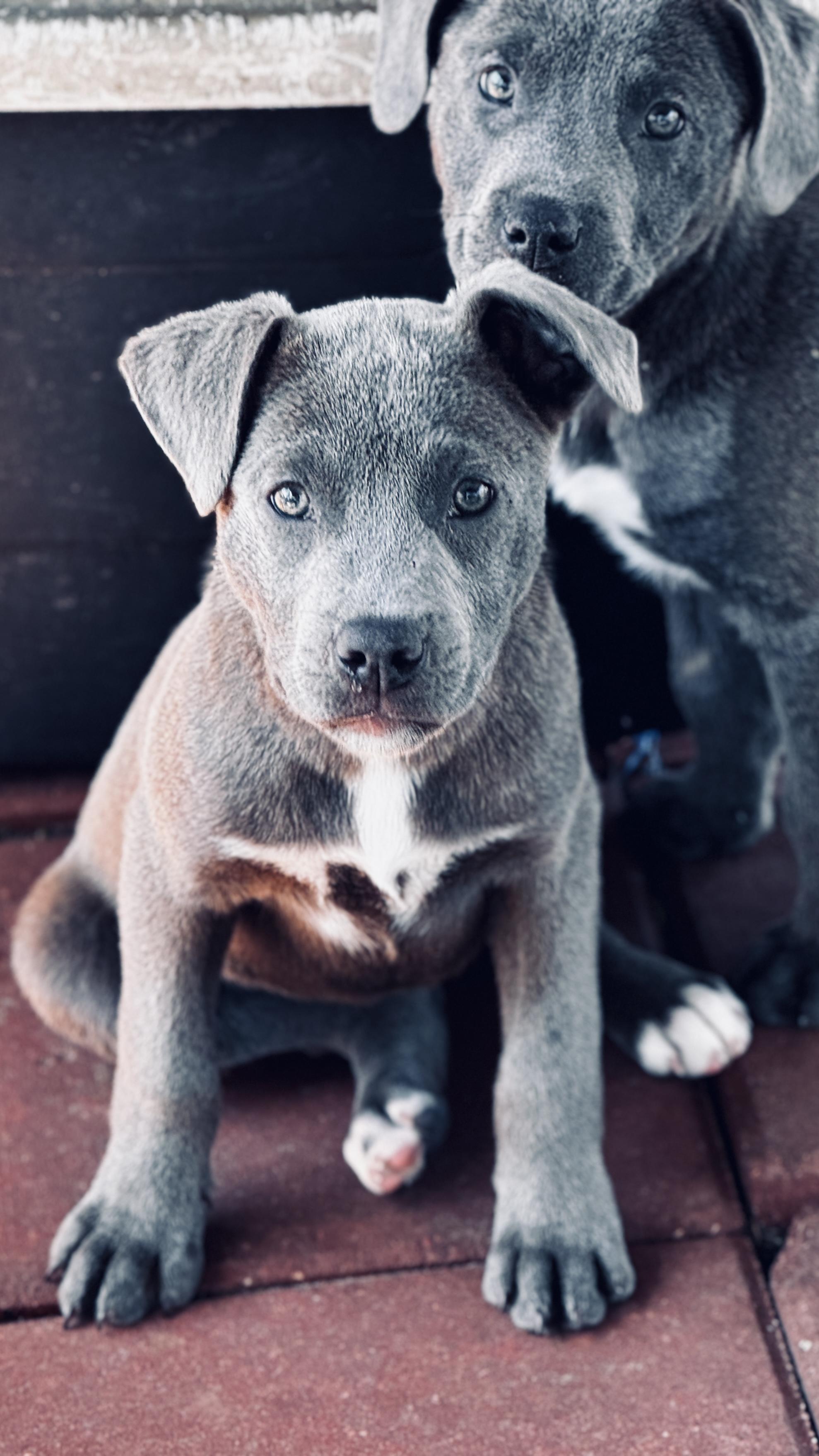 Ash, ADOPTABLE, Puppy Male Pit Bull Terrier.