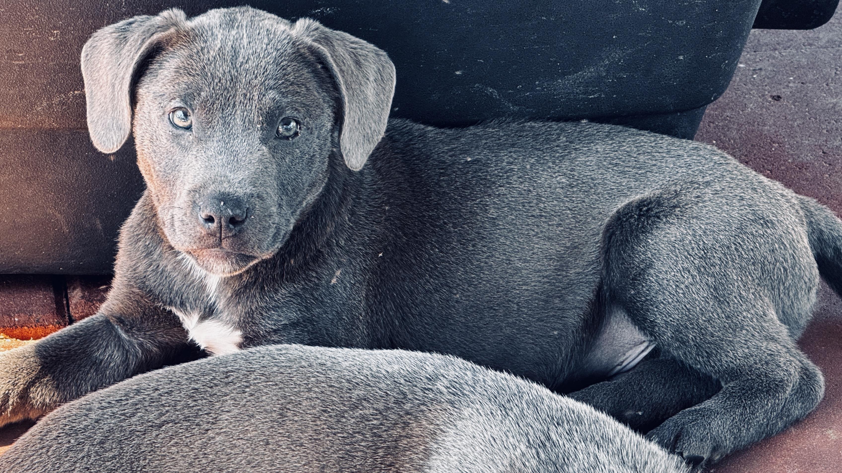 Enlarge Ash, a ADOPTABLE mixed breed in Hortense, GA image 2/2