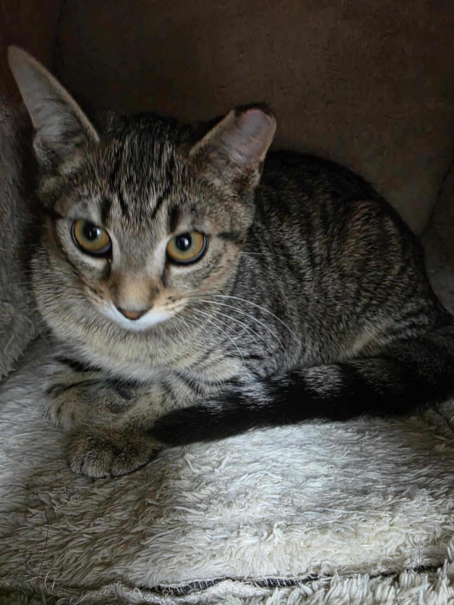 Fernando & Fredd (bonded brothers), a Adoptable mixed breed in Ann Arbor, MI image 1/3