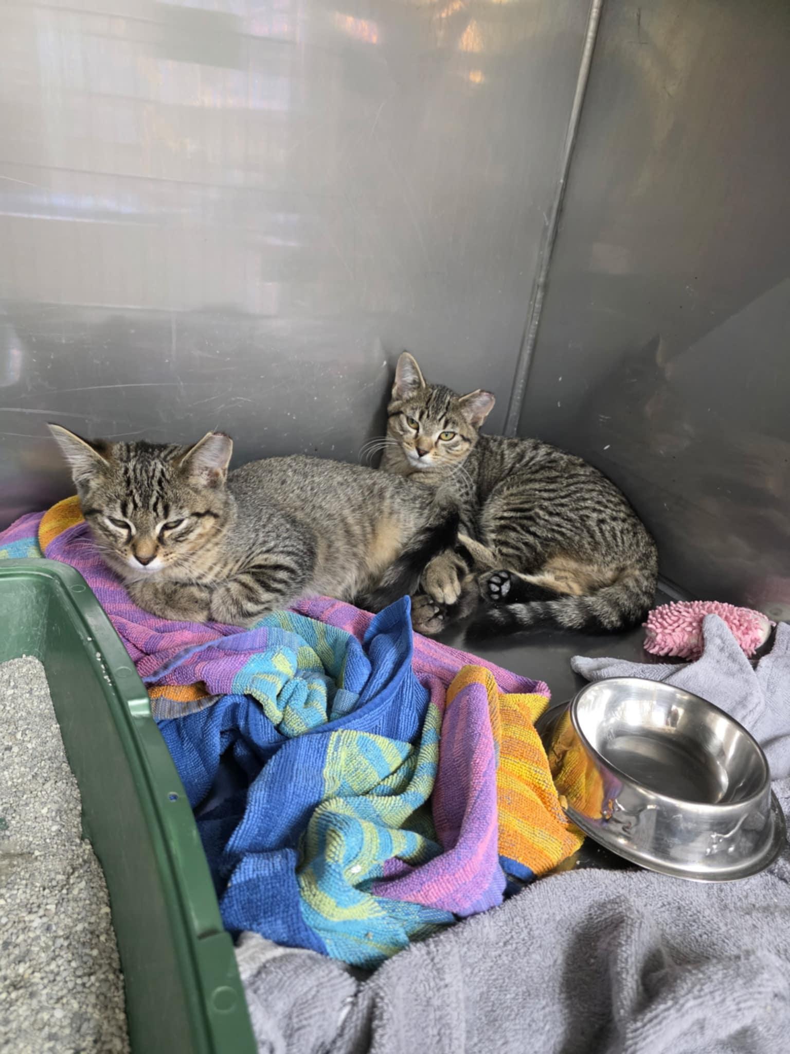 Fernando & Fredd (bonded brothers), a Adoptable mixed breed in Ann Arbor, MI image 2/3