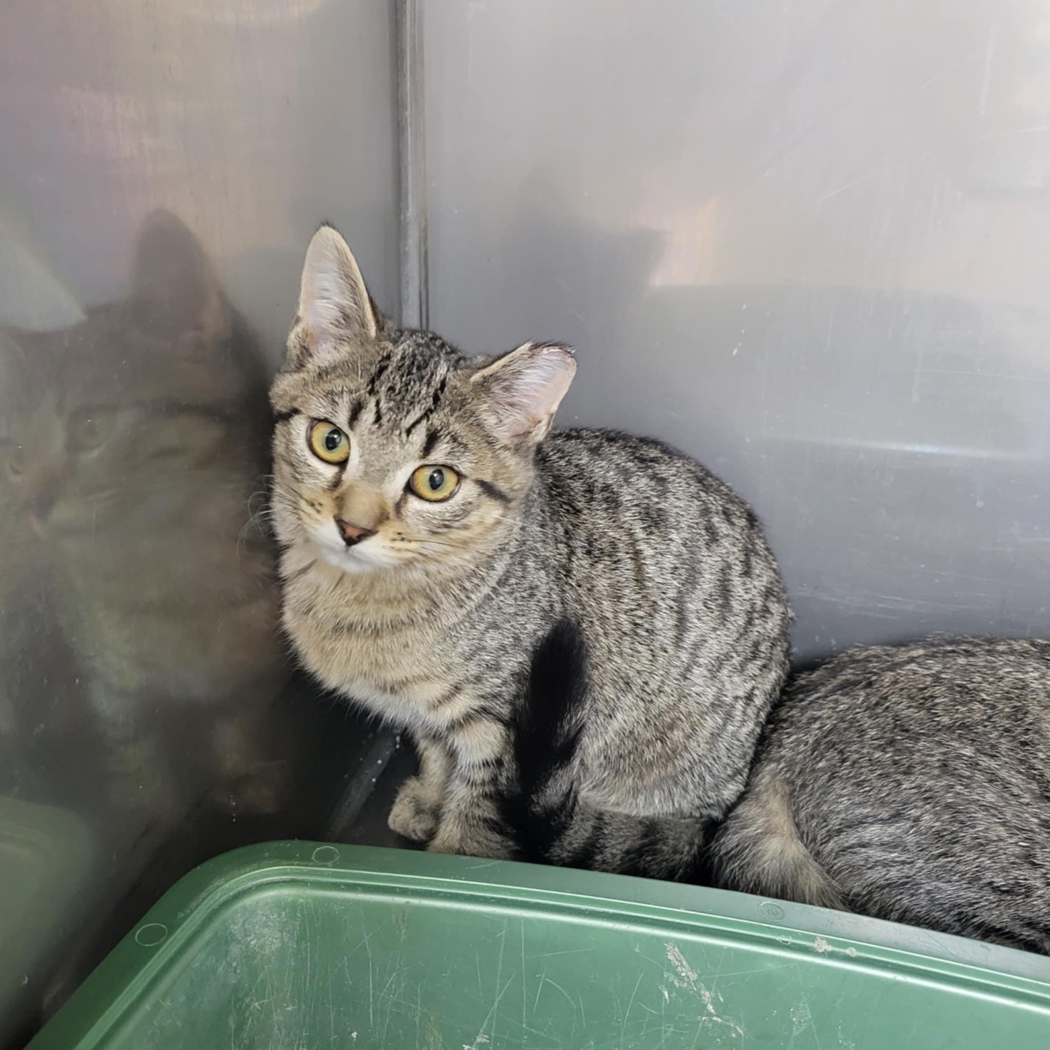 Fernando & Fredd (bonded brothers), a Adoptable mixed breed in Ann Arbor, MI image 3/3
