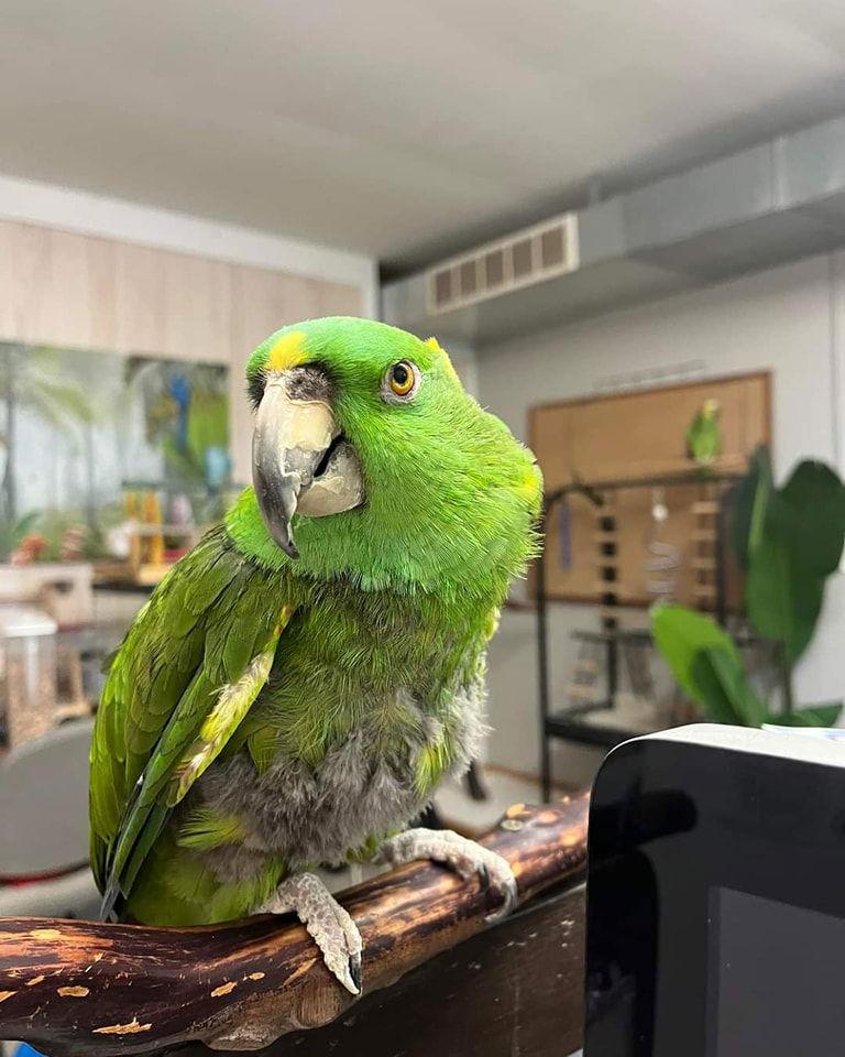 Arthur, Adoptable, Senior Male Amazon.