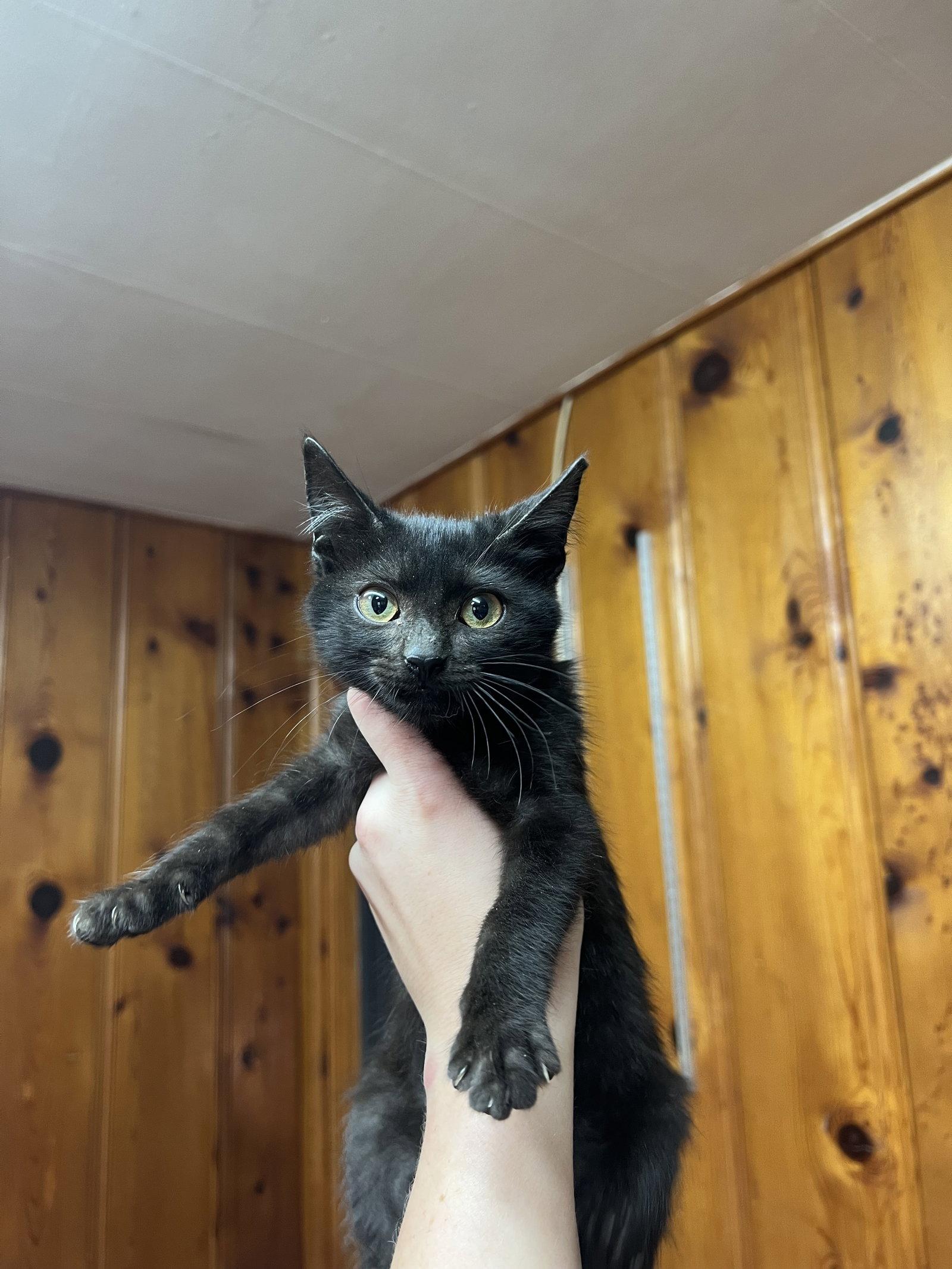 Superman, Adoptable, Kitten Male Domestic Short Hair.