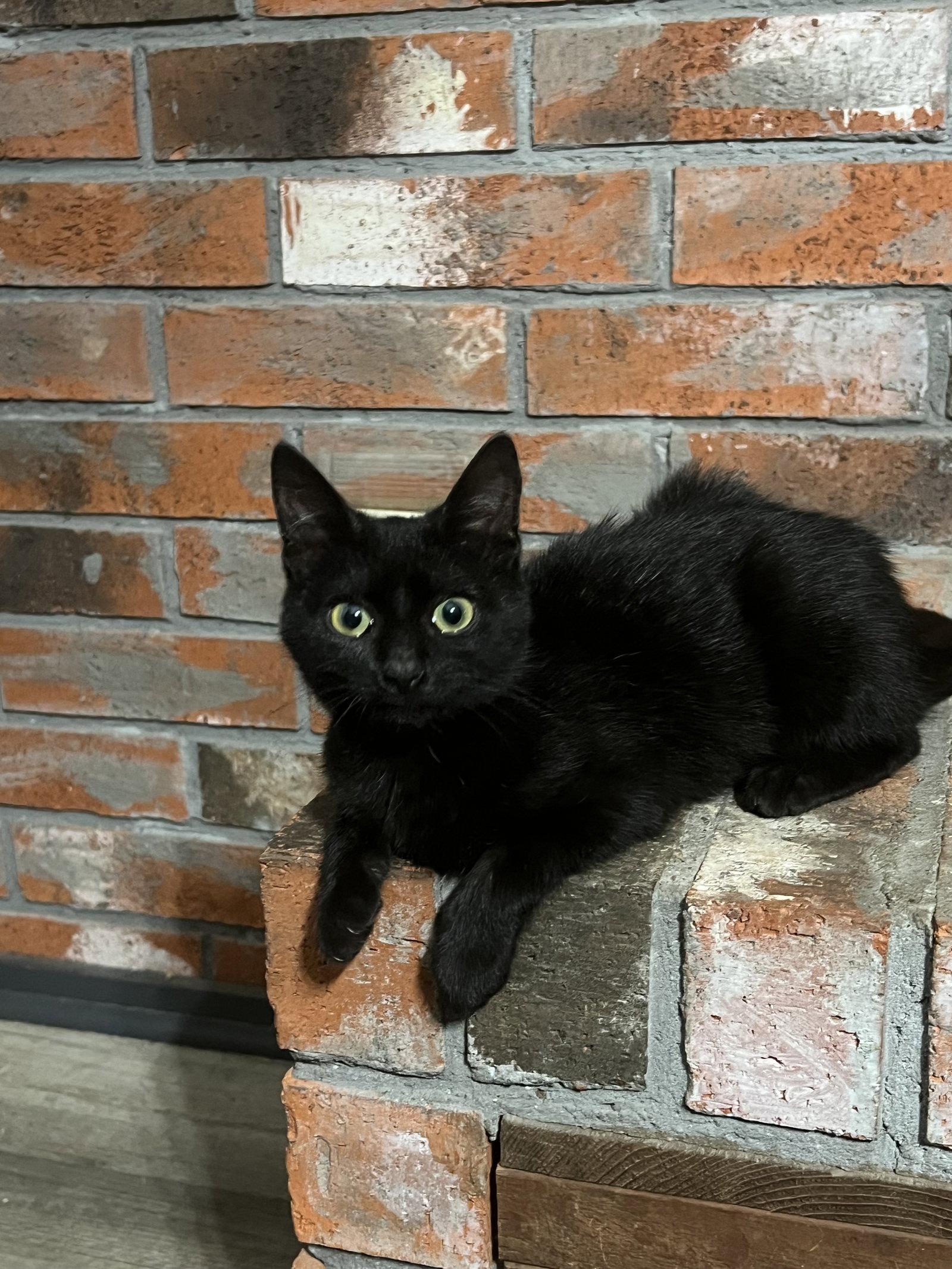 Enlarge Superman, a Adoptable Domestic Short Hair in Bangs, TX image 2/2