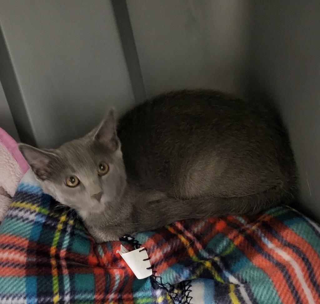 Cooper, Adoptable, Kitten Male Domestic Short Hair.