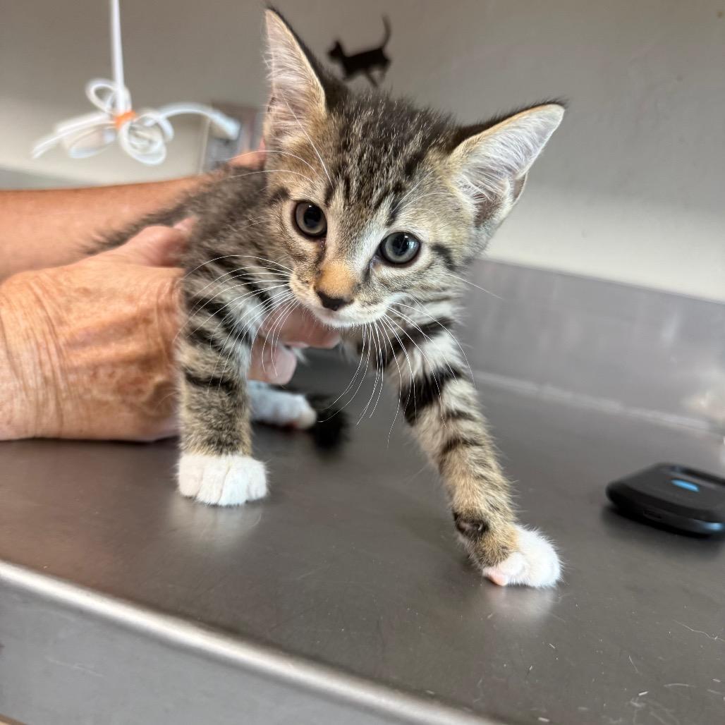 Grover, Adoptable, Kitten Male Domestic Short Hair.